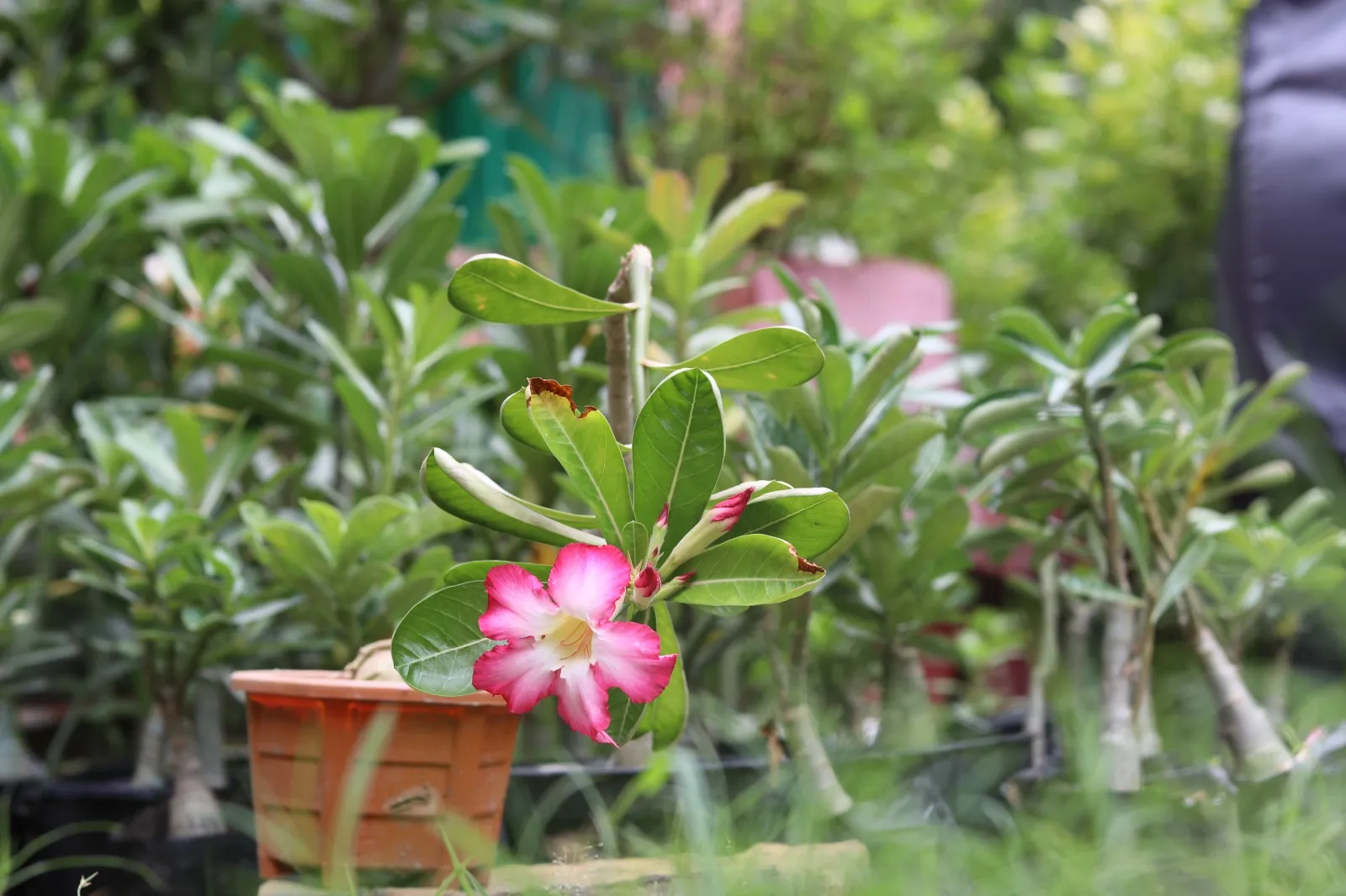 the ultimate guide to adenium care 1 adenium plants