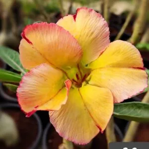 yellow red border single petal