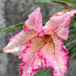 adenium single petal ping yellow