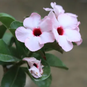 Light Pink Single Petal Adenium Swazicum with a dark red center