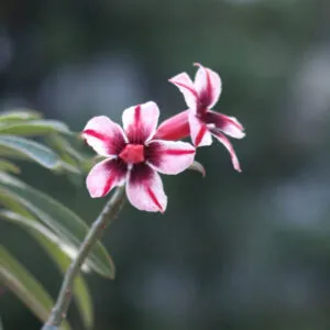 Single Petal Dark Pink, White & Purple Adenium Flower plant