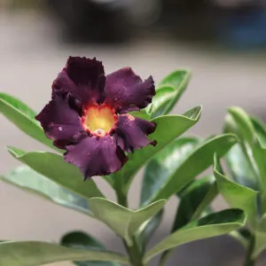 Dark Purple Adenium