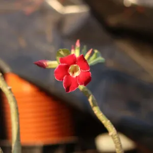 Single Petal Red with White Border Adenium
