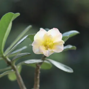 Single Petal Soft Cream with Yellow center Adenium