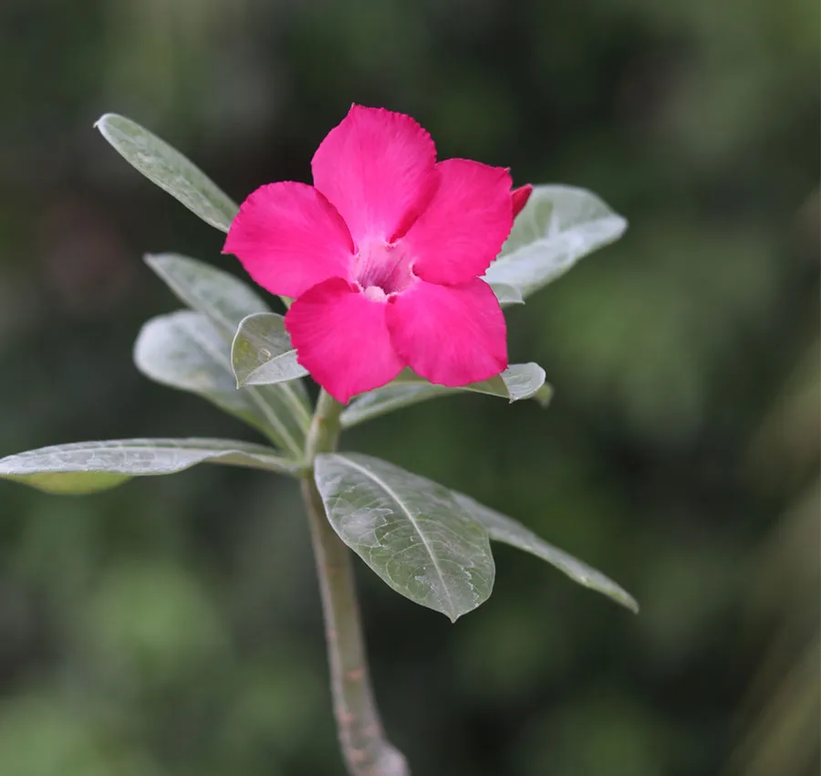 swazicum pink flower adenium single petal - id miss india 1 swazicum pink flower adenium single petal