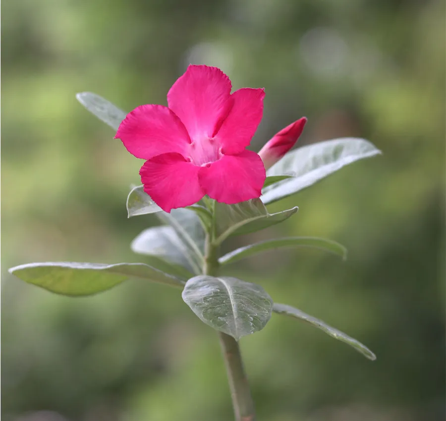 swazicum pink flower adenium single petal - id miss india 2 dark pink adenium swazicum id miss india single petal