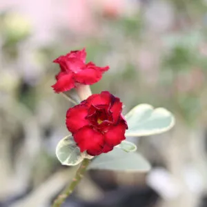 Double Petal Red Adenium with Variegated Leaf