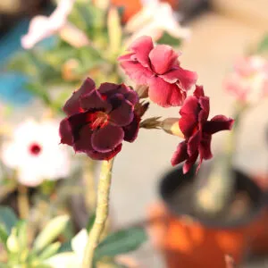 Dark Red Black Double Petal Grafted Adenium