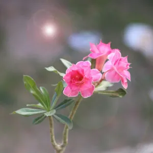 Double Petal Pink Adenium with Light Pink Edges