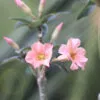 Stunning Soft Peach Single Petal Adenium with yellow Center