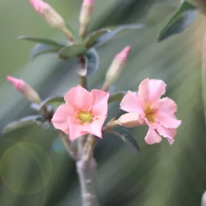 Stunning Soft Peach Single Petal Adenium with yellow Center