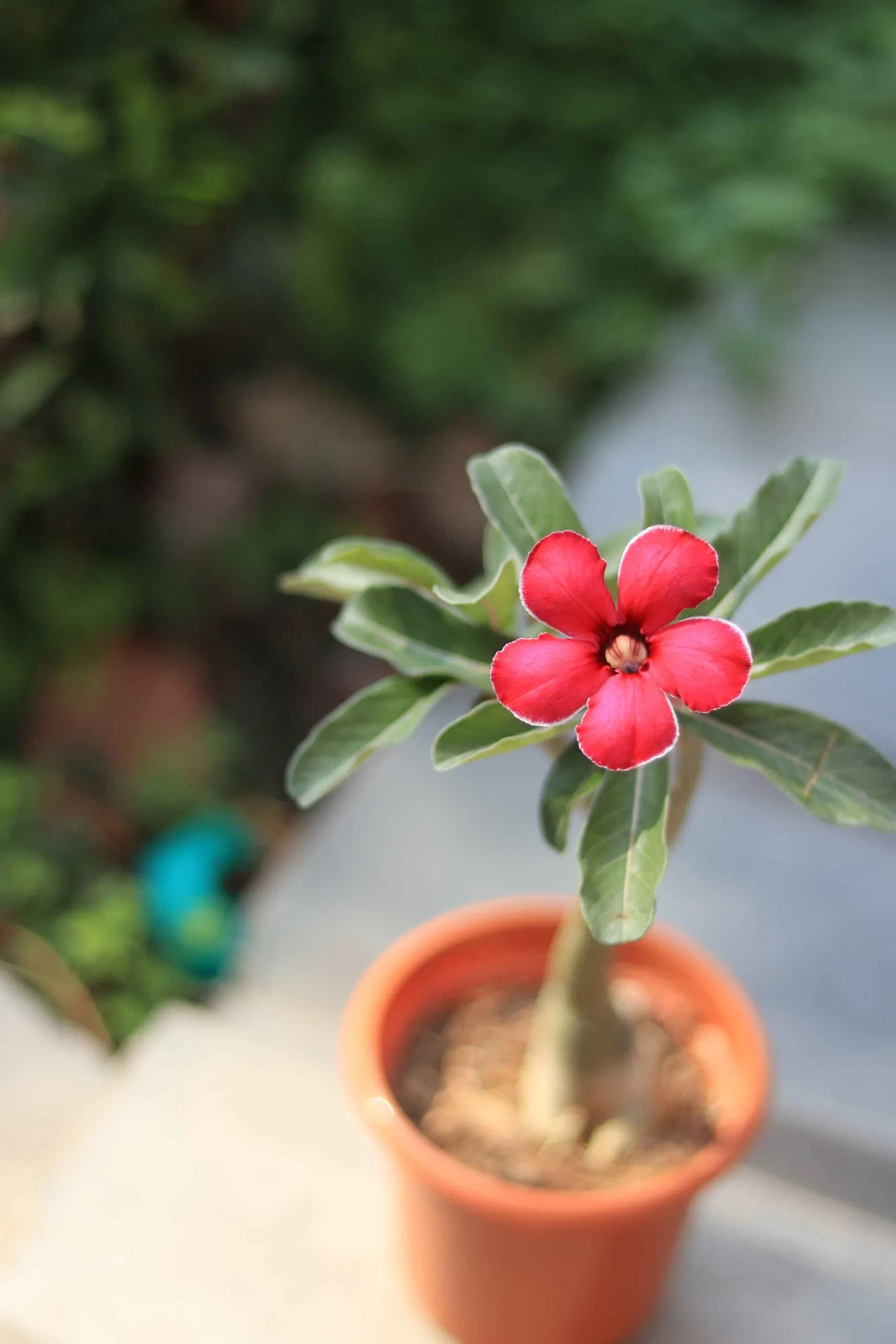 single petal red adenium flower plant with white border – id: akira 1 single petal red adenium flower plant id akira