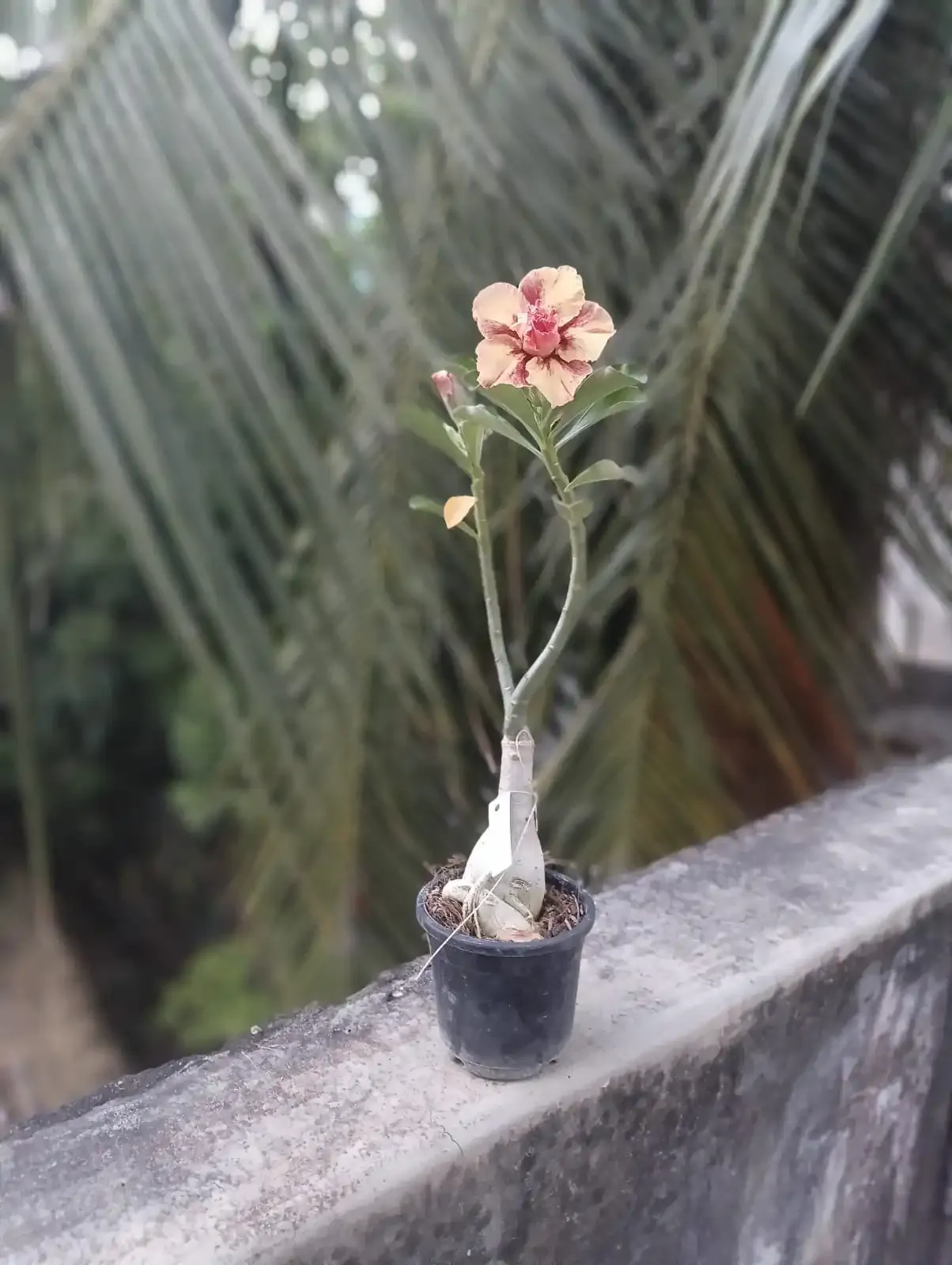 adenium peach and pink
