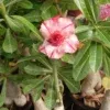 Multi Petal Adenium with Creamy Pink Blooms