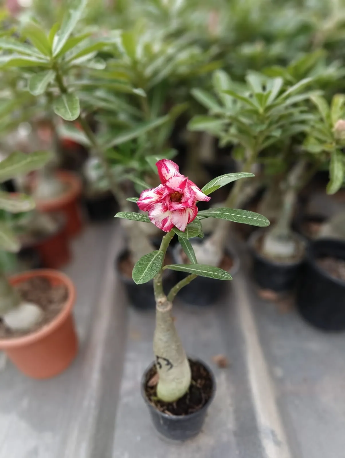 charming multi petal adenium with blush red and creamy white swirls 2 multi petal adenium with blush red and creamy white swirls