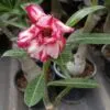 Multi Petal Adenium with Blush Red and Creamy White Swirls