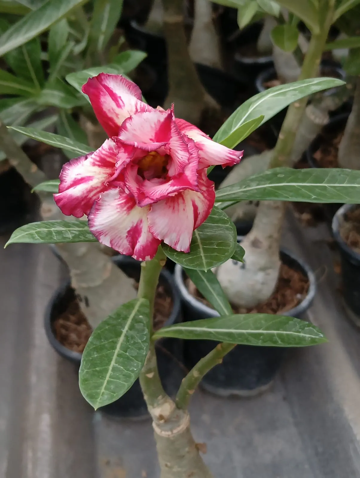 charming multi petal adenium with blush red and creamy white swirls 1 multi petal adenium with blush red and creamy white swirls