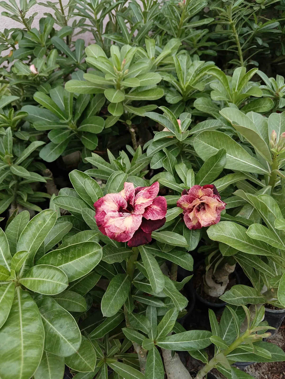 stunning multi petal adenium plant with deep maroon and blush pink shades 2 multi petal adenium with blush red and creamy white swirls