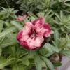 Multi Petal Adenim Plant with Deep Maroon and Blush Pink Shades