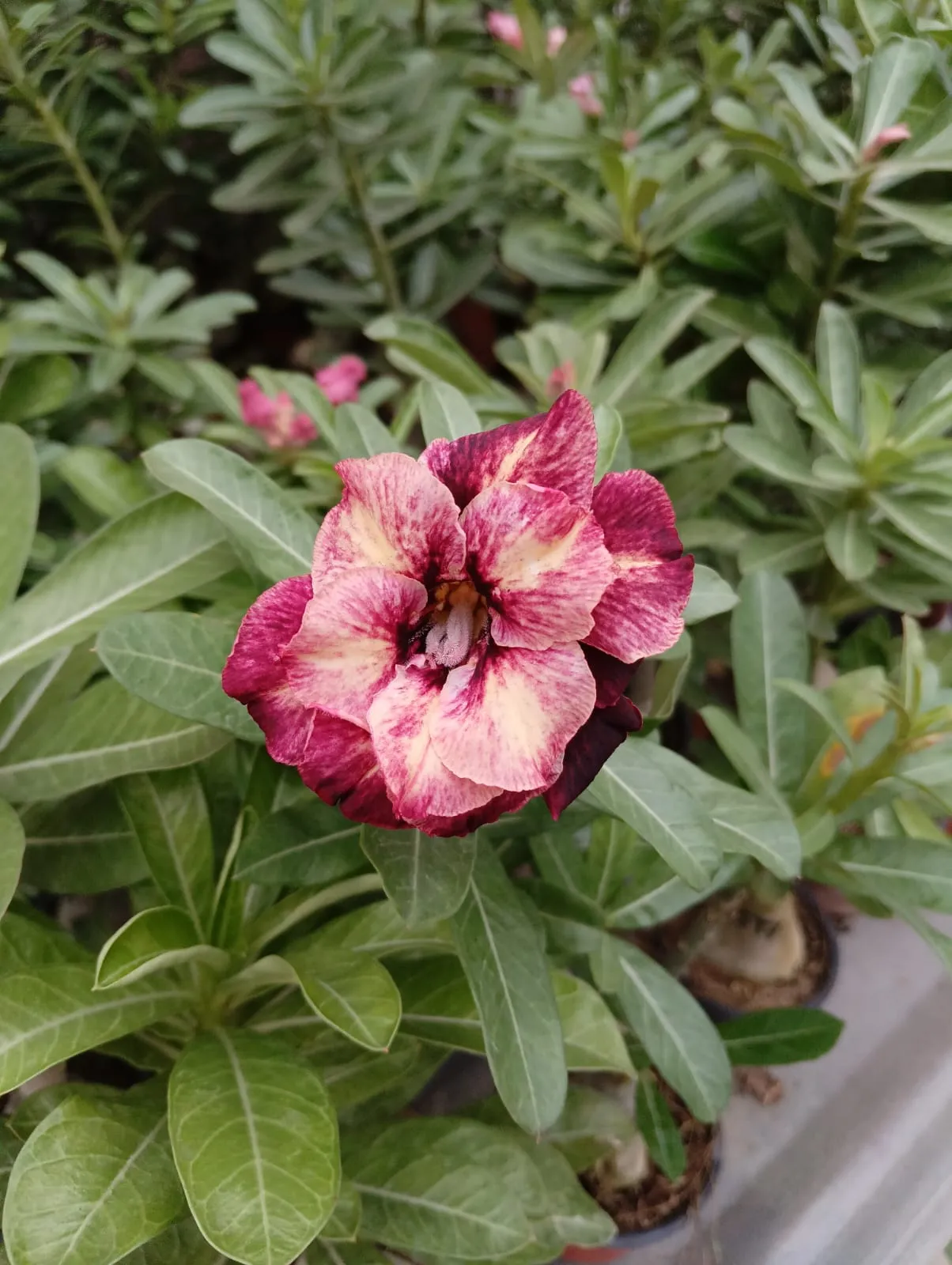 stunning multi petal adenium plant with deep maroon and blush pink shades 1 multi petal adenim plant with deep maroon and blush pink shades