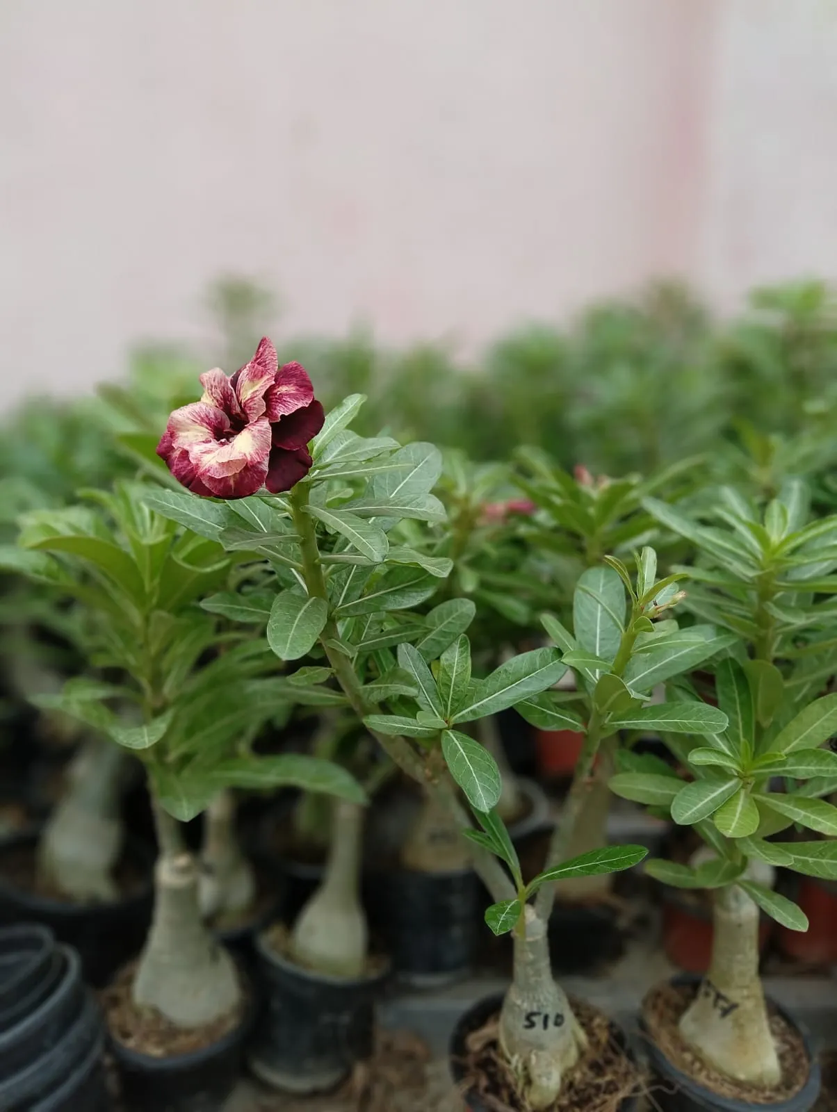 stunning multi petal adenium plant with deep maroon and blush pink shades 4 whatsapp image 2025 10 07 at 11.07.56 pm 3