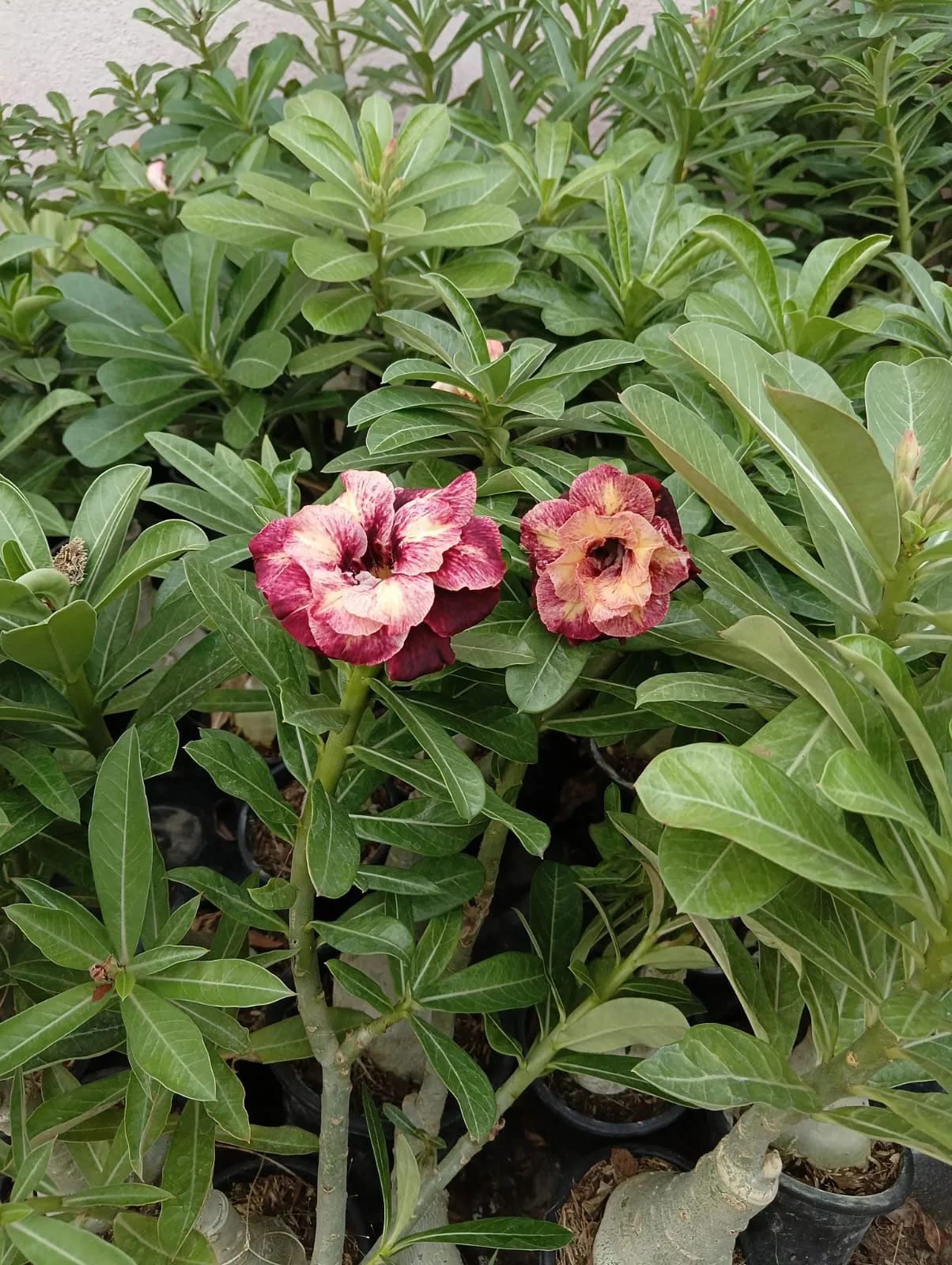 stunning multi petal adenium plant with deep maroon and blush pink shades 5 whatsapp image 2025 10 07 at 11.07.56 pm