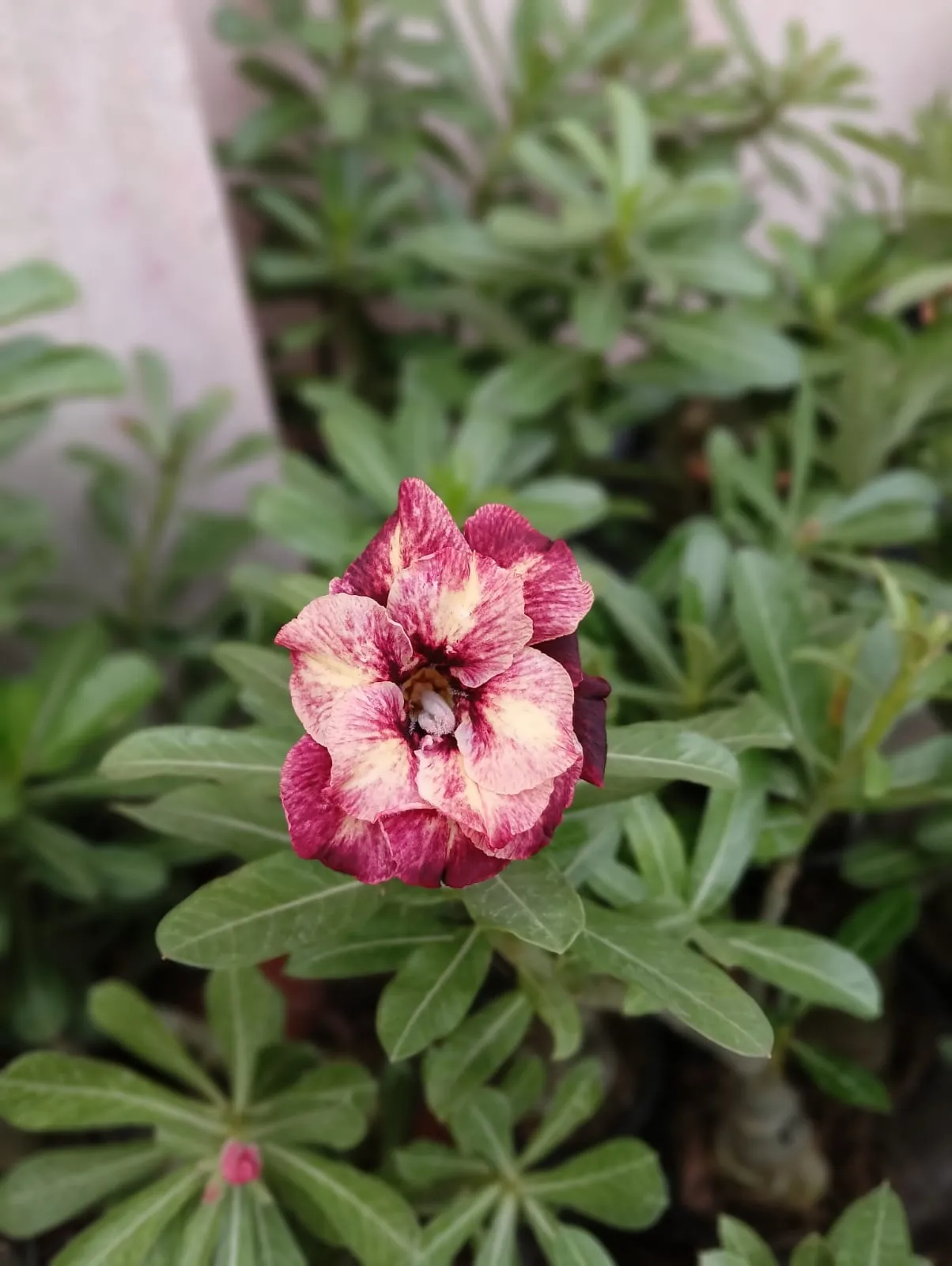 stunning multi petal adenium plant with deep maroon and blush pink shades 3 whatsapp image 2025 10 07 at 11.07.57 pm