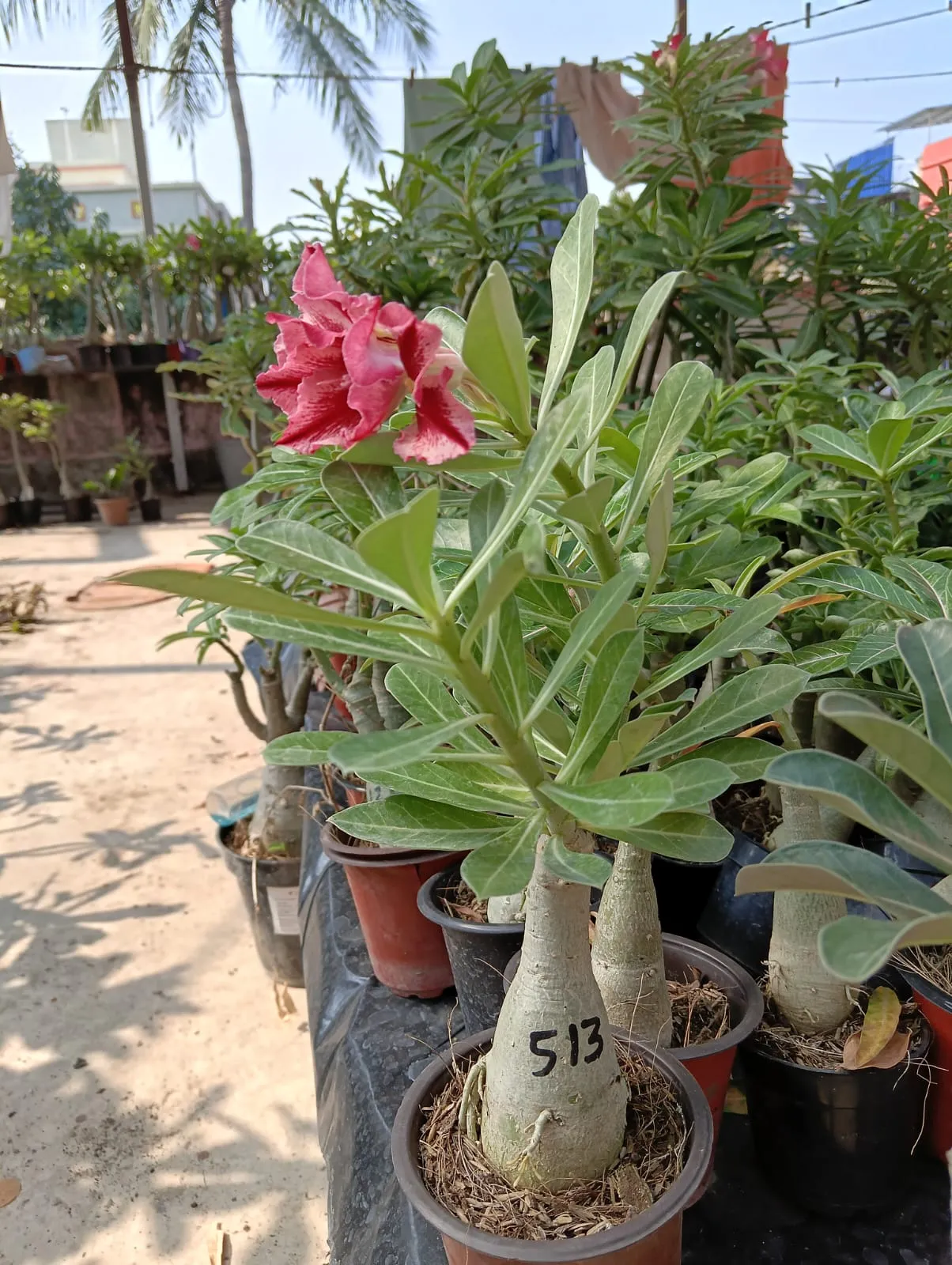 charming multi petal adenium with rosy pink petals and deep magenta veins 3 whatsapp image 2025 10 14 at 12.22.22 pm 1