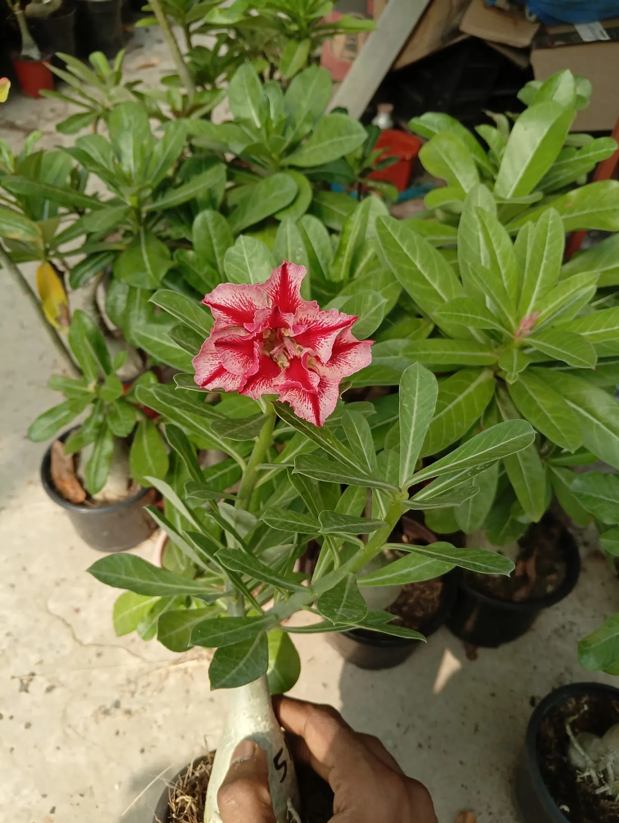 charming multi petal adenium with rosy pink petals and deep magenta veins 1 charming multi petal adenium with rosy pink petals and deep magenta veins