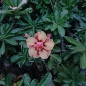 Double Petal Adenium with Golden Apricot Blooms and Scarlet Core