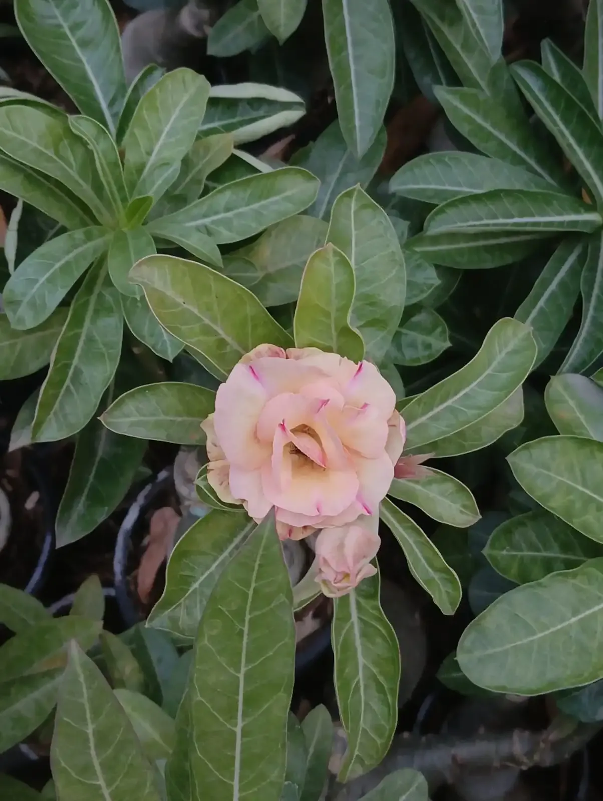 graceful double petal adenium with peach blush petals and subtle pink edges 3 whatsapp image 2025 10 26 at 11.52.23 am 1