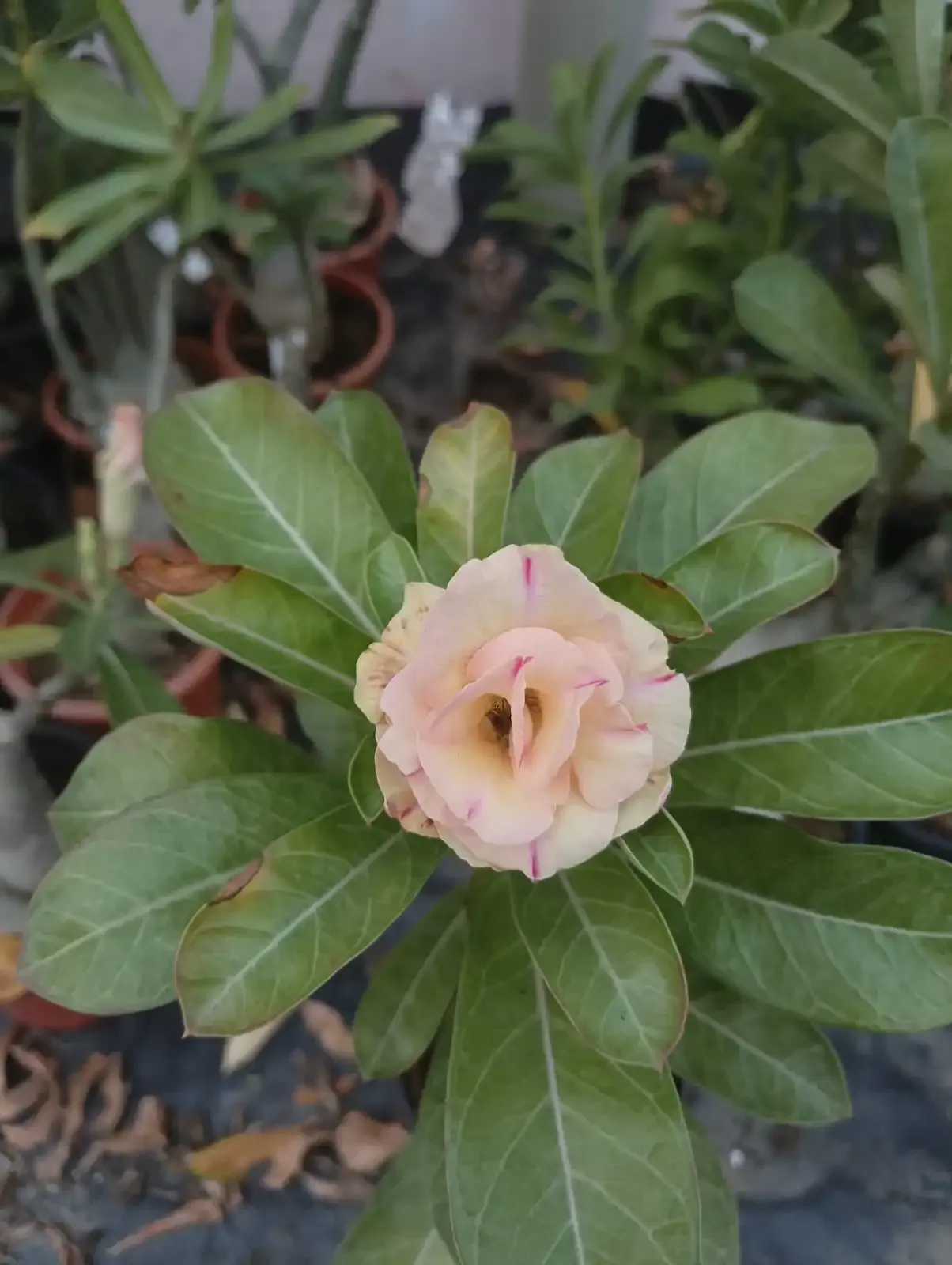 graceful double petal adenium with peach blush petals and subtle pink edges 2 whatsapp image 2025 10 26 at 11.52.23 am 2