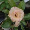 Double Petal Adenium with Peach Blush Petals and Subtle Pink Edges
