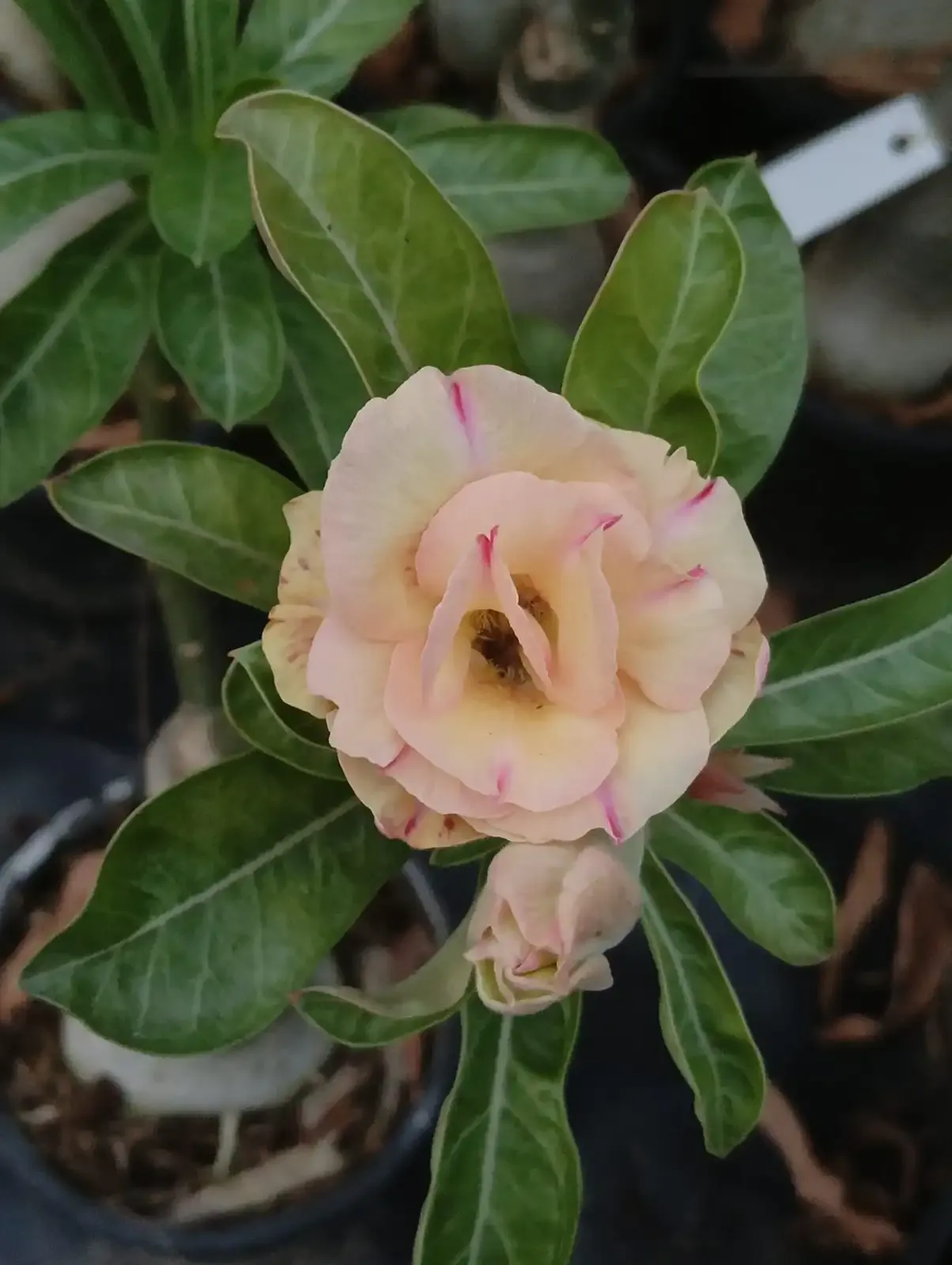 graceful double petal adenium with peach blush petals and subtle pink edges 1 double petal adenium with peach blush petals and subtle pink edges
