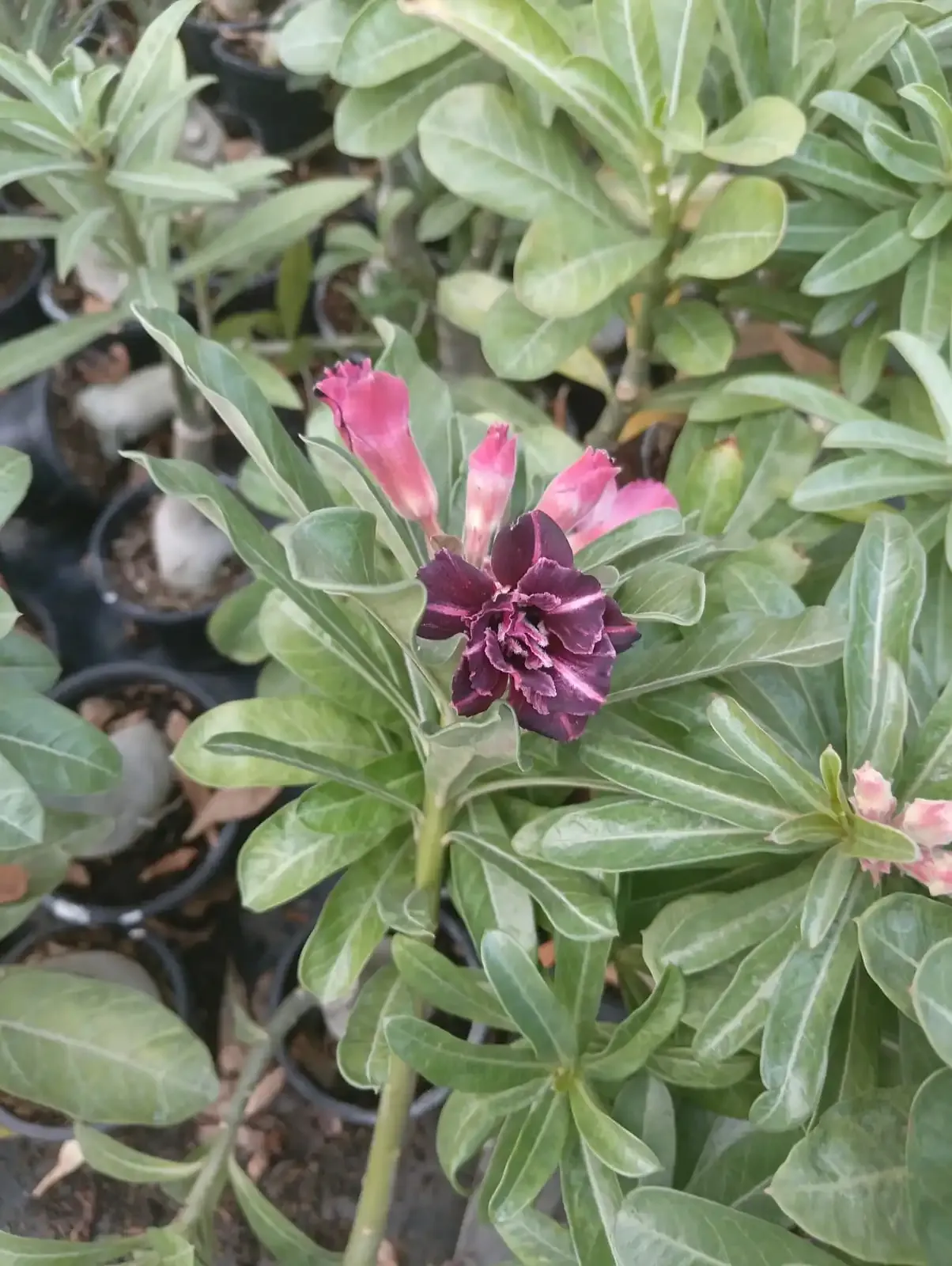 whatsapp image 2025 10 26 at 11.53.20 am 1