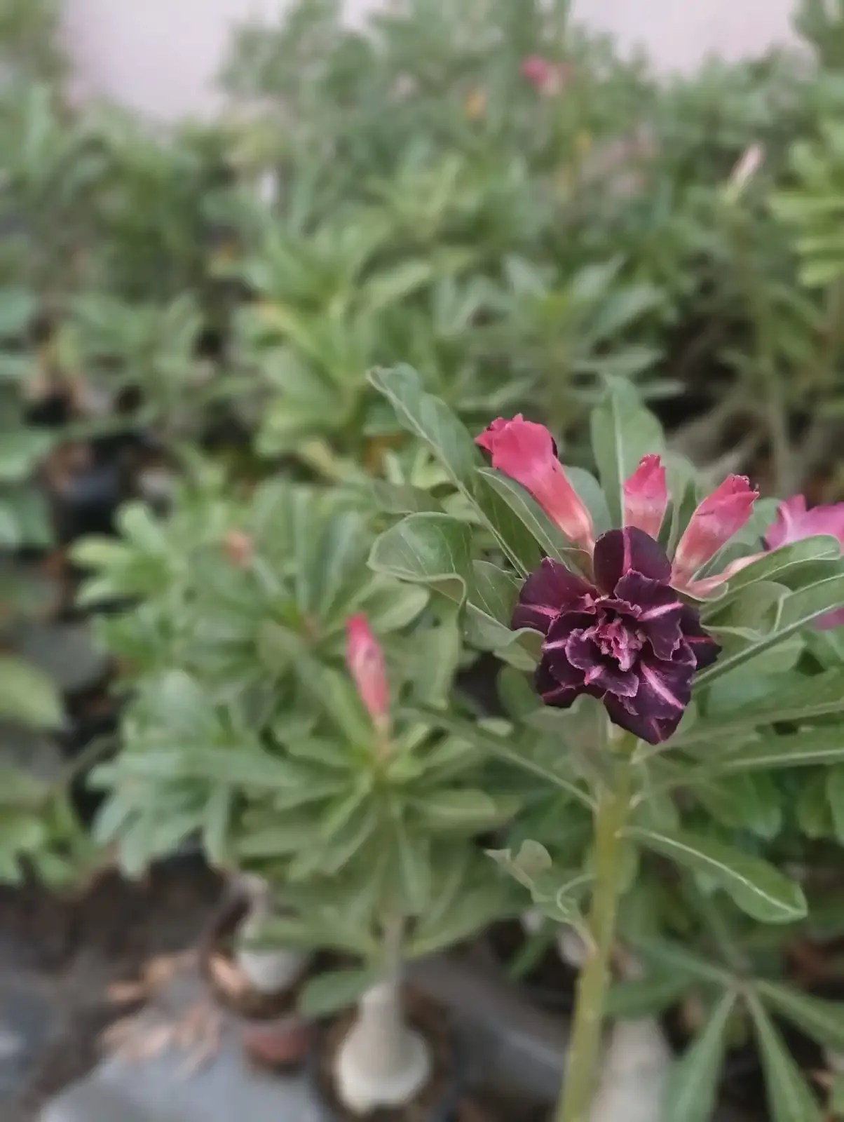 whatsapp image 2025 10 26 at 11.53.20 am