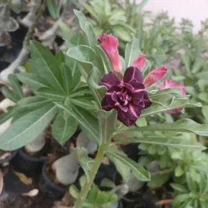 Double Petal Adenium with Velvet Plum Petals and Rosy Accents