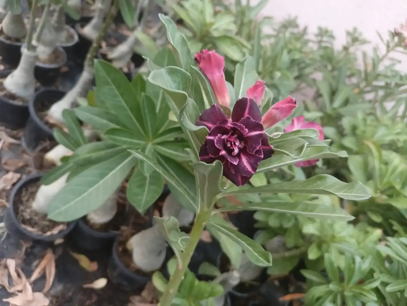 double petal adenium with velvet plum petals and rosy accents