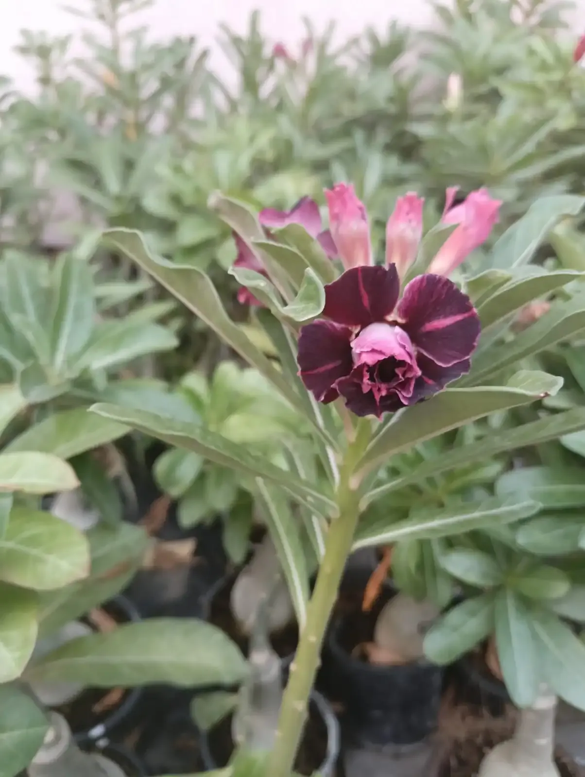 whatsapp image 2025 10 26 at 11.53.33 am