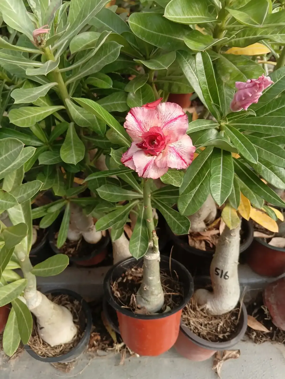 elegant double petal adenium with creamy pink blooms and crimson heart 4 whatsapp image 2025 10 26 at 11.54.28 am 1