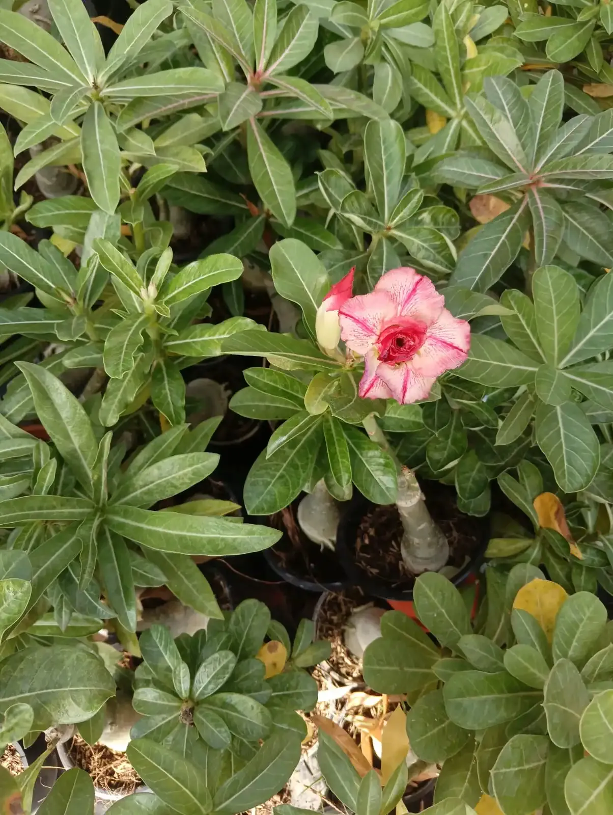 elegant double petal adenium with creamy pink blooms and crimson heart 3 whatsapp image 2025 10 26 at 11.54.28 am