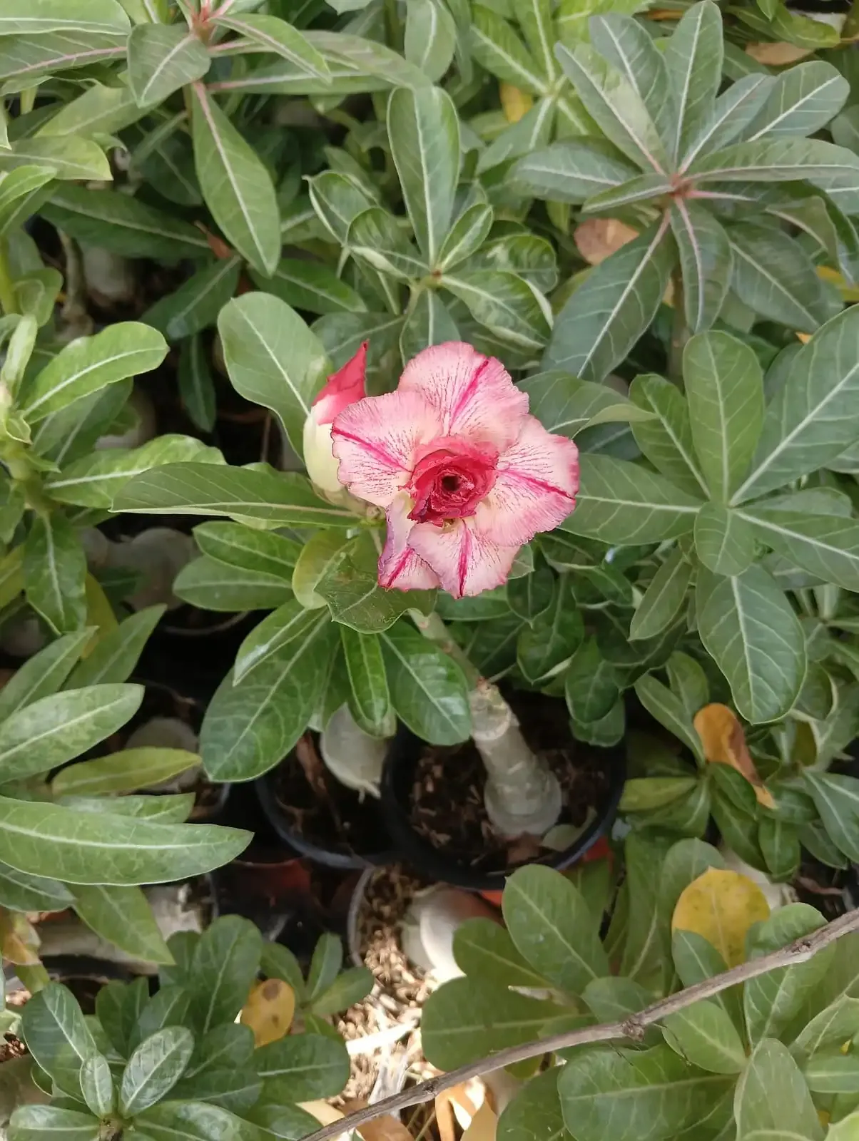 elegant double petal adenium with creamy pink blooms and crimson heart 2 whatsapp image 2025 10 26 at 11.54.29 am 1