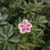White and Pink Star-Shaped adenium