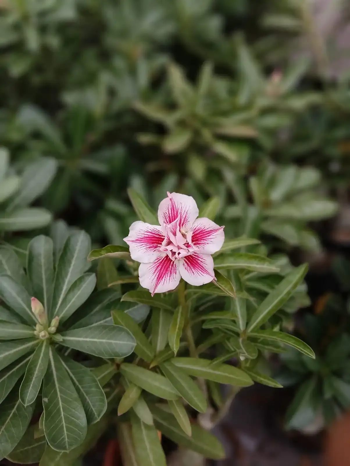 white and pink star-shaped adenium