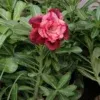deep maroon pink shade double petal adenium