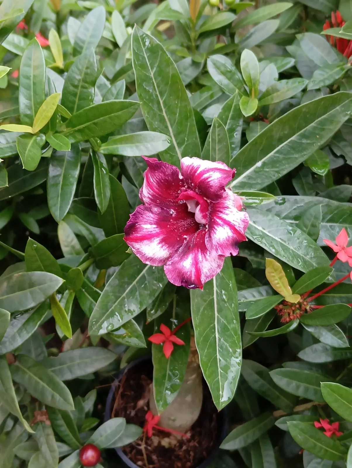 gorgeous double petal adenium with velvet burgundy and soft white accents 1 double petal adenium with velvet burgundy and soft white accents