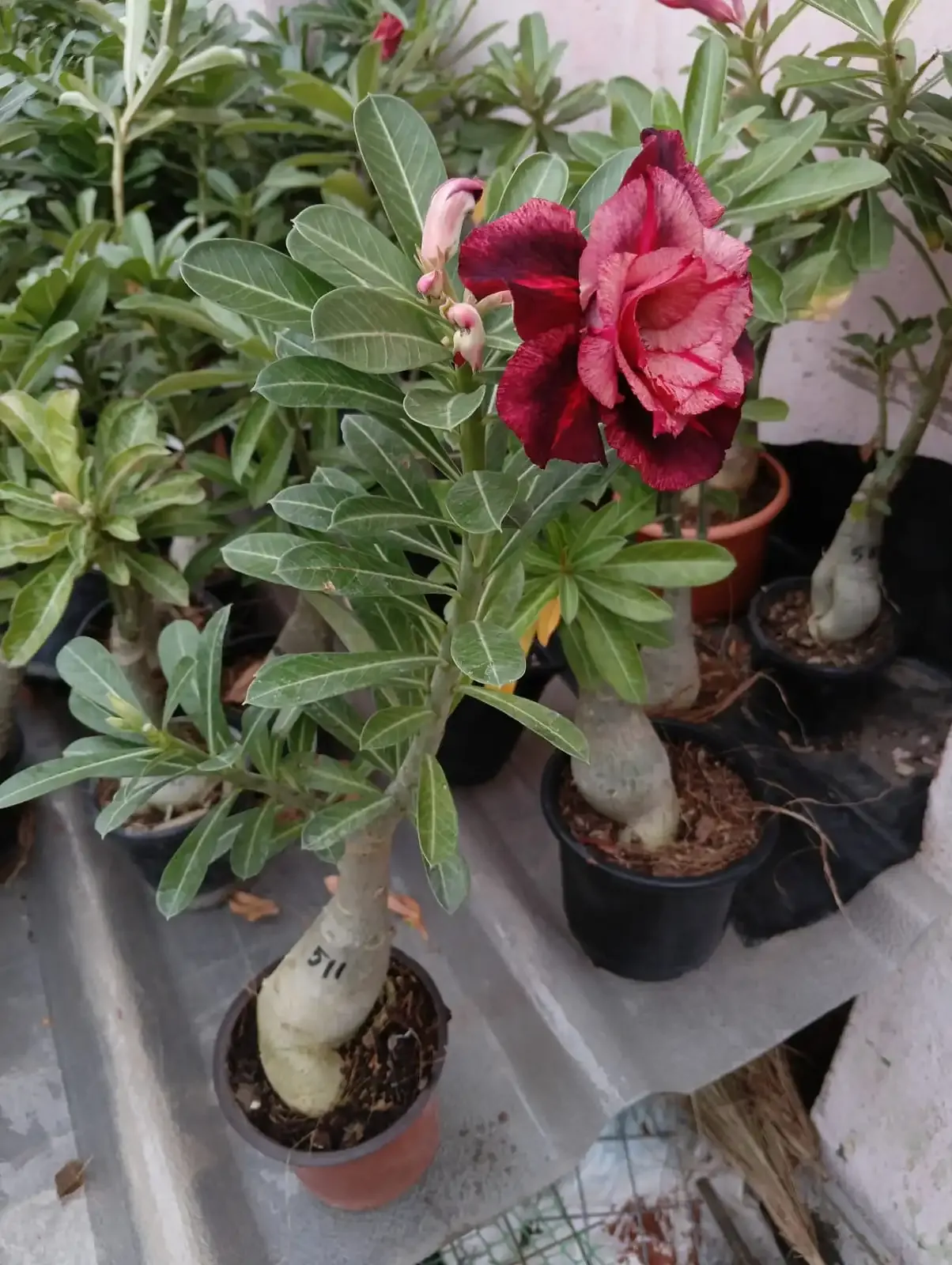 adenium flower pink