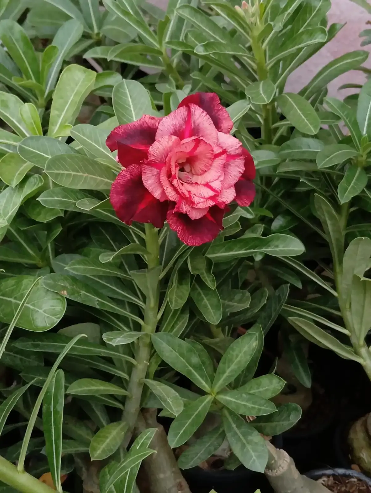 deep maroon pink shade double petal adenium