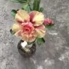 Double Petal Adenium with Golden Apricot Blooms and Scarlet Core