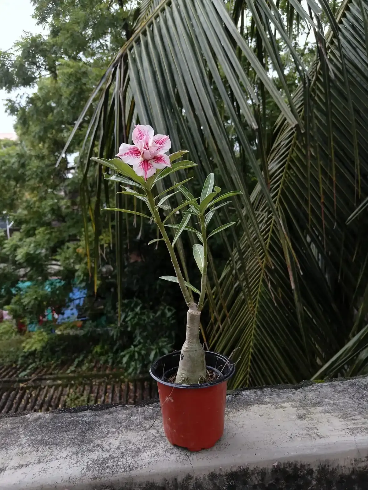 desert rose adenium flower
